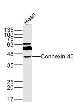Connexin-40 Rabbit Polyclonal Antibody