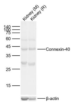 Connexin-40 Rabbit Polyclonal Antibody