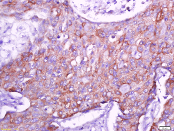 Connexin-40 Rabbit Polyclonal Antibody