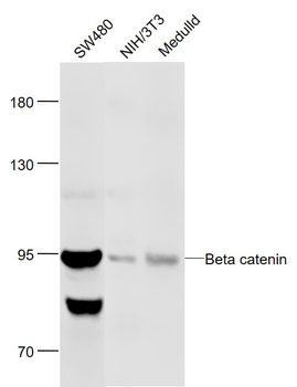 Beta catenin Rabbit Polyclonal Antibody