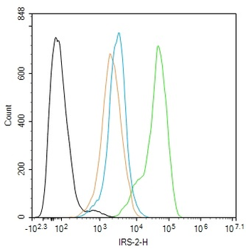 IRS-2 Rabbit Polyclonal Antibody
