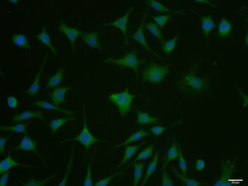 IRS-2 Rabbit Polyclonal Antibody