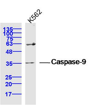 Caspase-9 Rabbit Polyclonal Antibody