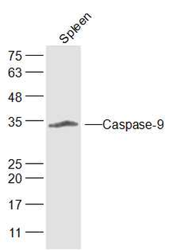 Caspase-9 Rabbit Polyclonal Antibody