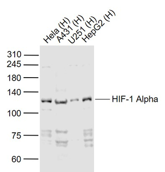 HIF-1 Alpha Rabbit Polyclonal Antibody