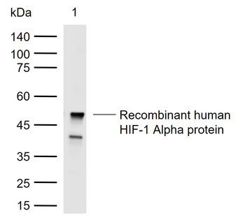 HIF-1 Alpha Rabbit Polyclonal Antibody