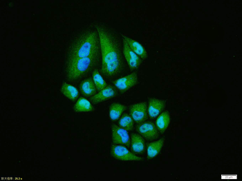 HIF-1 Alpha Rabbit Polyclonal Antibody