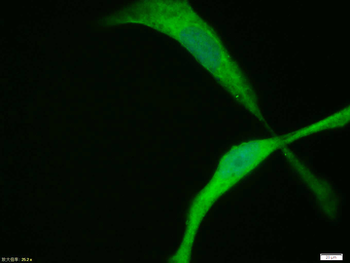 HIF-1 Alpha Rabbit Polyclonal Antibody