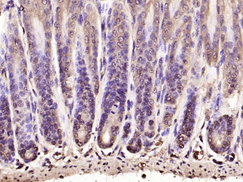 HIF-1 Alpha Rabbit Polyclonal Antibody