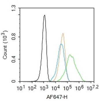 CK18 Rabbit Polyclonal Antibody