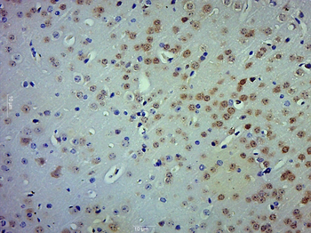 NeuN Rabbit Polyclonal Antibody