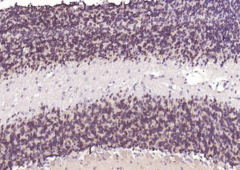 NeuN Rabbit Polyclonal Antibody