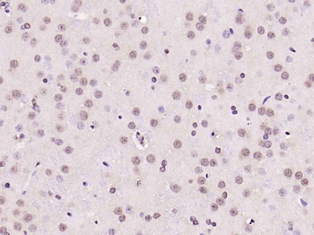 NeuN Rabbit Polyclonal Antibody