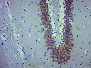 NeuN Rabbit Polyclonal Antibody