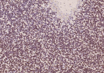 NeuN Rabbit Polyclonal Antibody