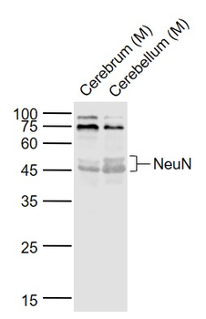 NeuN Rabbit Polyclonal Antibody