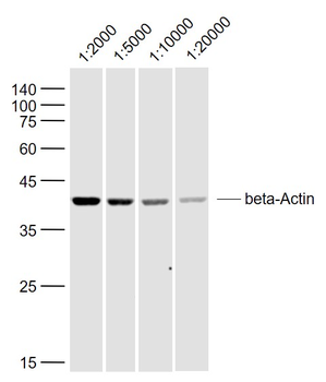 Beta-Actin Rabbit Polyclonal Antibody (Loading Control)