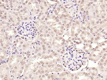 SMAD7 Rabbit Polyclonal Antibody