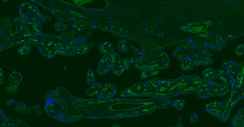 CD34 Rabbit Polyclonal Antibody