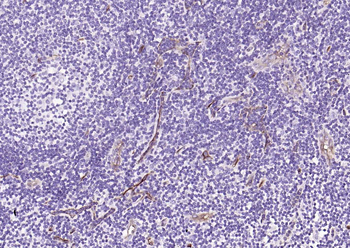 CD34 Rabbit Polyclonal Antibody