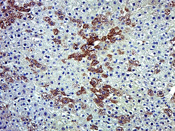 HMGB1 Rabbit Polyclonal Antibody