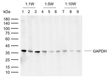 GAPDH Rabbit Polyclonal Antibody (Loading Control)