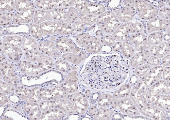 GAPDH Rabbit Polyclonal Antibody (Loading Control)