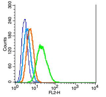 GFAP Rabbit Polyclonal Antibody