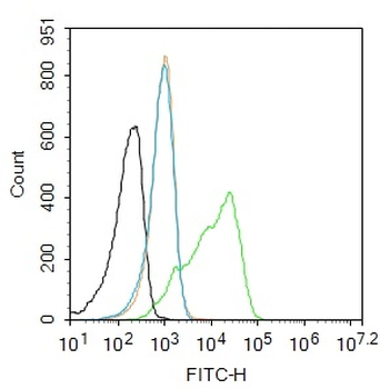 GFAP Rabbit Polyclonal Antibody