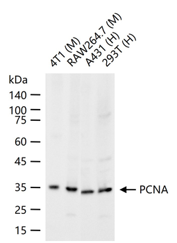 PCNA Mouse Monoclonal Antibody (Nuclear Loading Control)