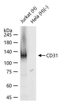 CD31 Mouse Monoclonal Antibody