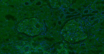 CD31 Mouse Monoclonal Antibody