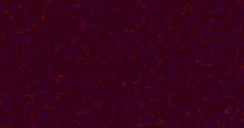 CD31 Mouse Monoclonal Antibody