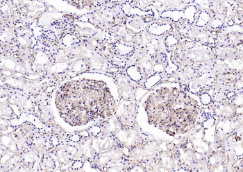 CD31 Mouse Monoclonal Antibody