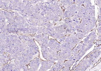 CD31 Mouse Monoclonal Antibody