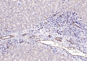CD31 Mouse Monoclonal Antibody