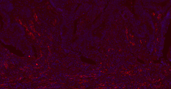 CD31 Mouse Monoclonal Antibody