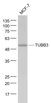 TUBB3 (Neuronal Marker) Mouse Monoclonal Antibody
