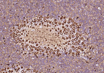TUBB3 (Neuronal Marker) Mouse Monoclonal Antibody