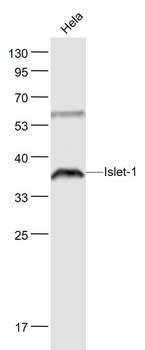 Islet-1 Rabbit Polyclonal Antibody