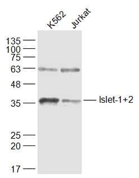 Islet-1 Rabbit Polyclonal Antibody