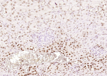 Islet-1 Rabbit Polyclonal Antibody