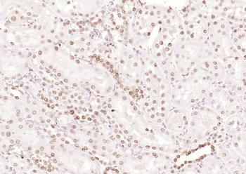 Islet-1 Rabbit Polyclonal Antibody