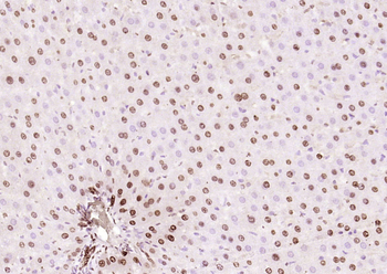 Islet-1 Rabbit Polyclonal Antibody