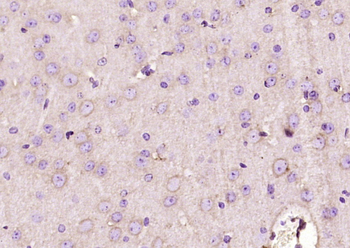 SIGLEC1 Rabbit Polyclonal Antibody