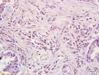 SIGLEC1 Rabbit Polyclonal Antibody