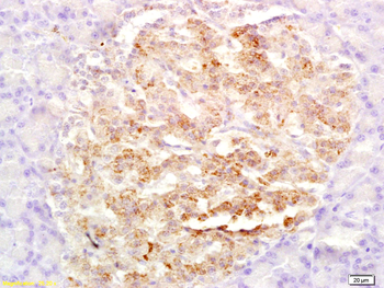 GLP-2 Rabbit Polyclonal Antibody
