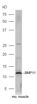 BMP11 Rabbit Polyclonal Antibody