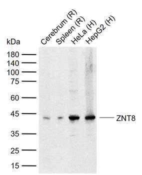ZNT8 Rabbit Polyclonal Antibody