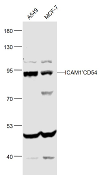 ICAM1/CD54 Mouse Monoclonal Antibody